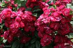 Eberwein rose photo