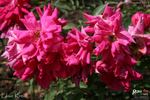 Else Kreis rose photo