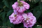 Eulalia Lebrun rose photo