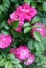 Ferdinand Roussel rose photo