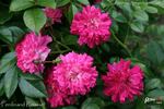 Ferdinand Roussel rose photo