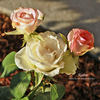 Rossini rose photo