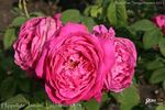 Hippolyte Jamain rose photo