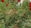 Burghausen ® rose photo