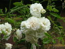 White Tausendschön rose photo