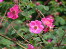 Wintoniensis rose photo
