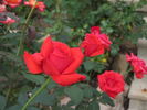 Kanegem rose photo