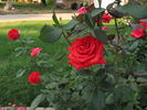 Kanegem rose photo