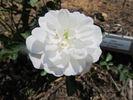 Lullaby rose photo