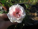 Lullaby rose photo