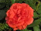 Holsteinperle rose photo