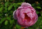 Heather Austin rose photo