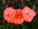 Vivarose rose photo