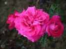 Vivarose rose photo