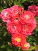 Vent des Indes rose photo
