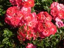 Vent des Indes rose photo