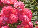 Vent des Indes rose photo