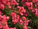 Vent des Indes rose photo