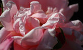 Willowmere, Cl. rose photo