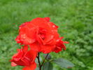 Allotria rose photo