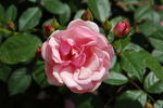 Anneke Doorenbos rose photo