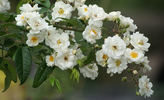 Schloss Ahrensburg rose photo