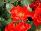 Amsterdam ® rose photo