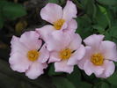 Charlotte Anne rose photo