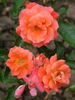 Variant rose photo