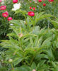 <i>P. emodi</i> Wall ex. Royle peony photo