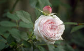 Elisa Boëlle rose photo