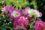 Citron-Fraise rose photo
