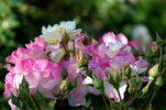 Citron-Fraise rose photo