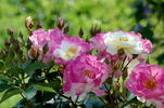Citron-Fraise rose photo