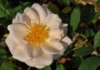 Moonbeam rose photo