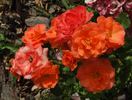 Bordure Abricot rose photo