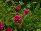 D'Aguesseau rose photo