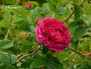 D'Aguesseau rose photo