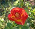 Bolshoï rose photo