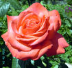 Testa Rossa rose photo