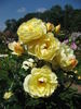 Canicule rose photo