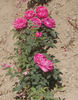 Antoine Ducher rose photo