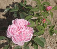 Catherine Soupert rose photo