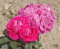 Dupuy Jamain rose photo