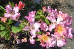 Carolyn Dean rose photo