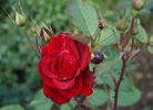 Castella ® rose photo