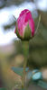 Cornet rose photo