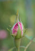 Cornet rose photo