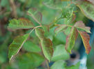 Cornet rose photo