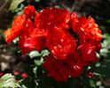 Cookies ® rose photo